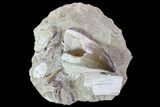 Mosasaur Tooth With Shark Tooth & Vertebrae - Top Quality #77985-1